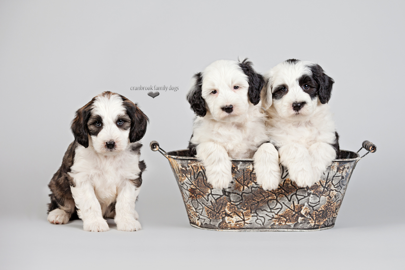 i love sheepadoodle