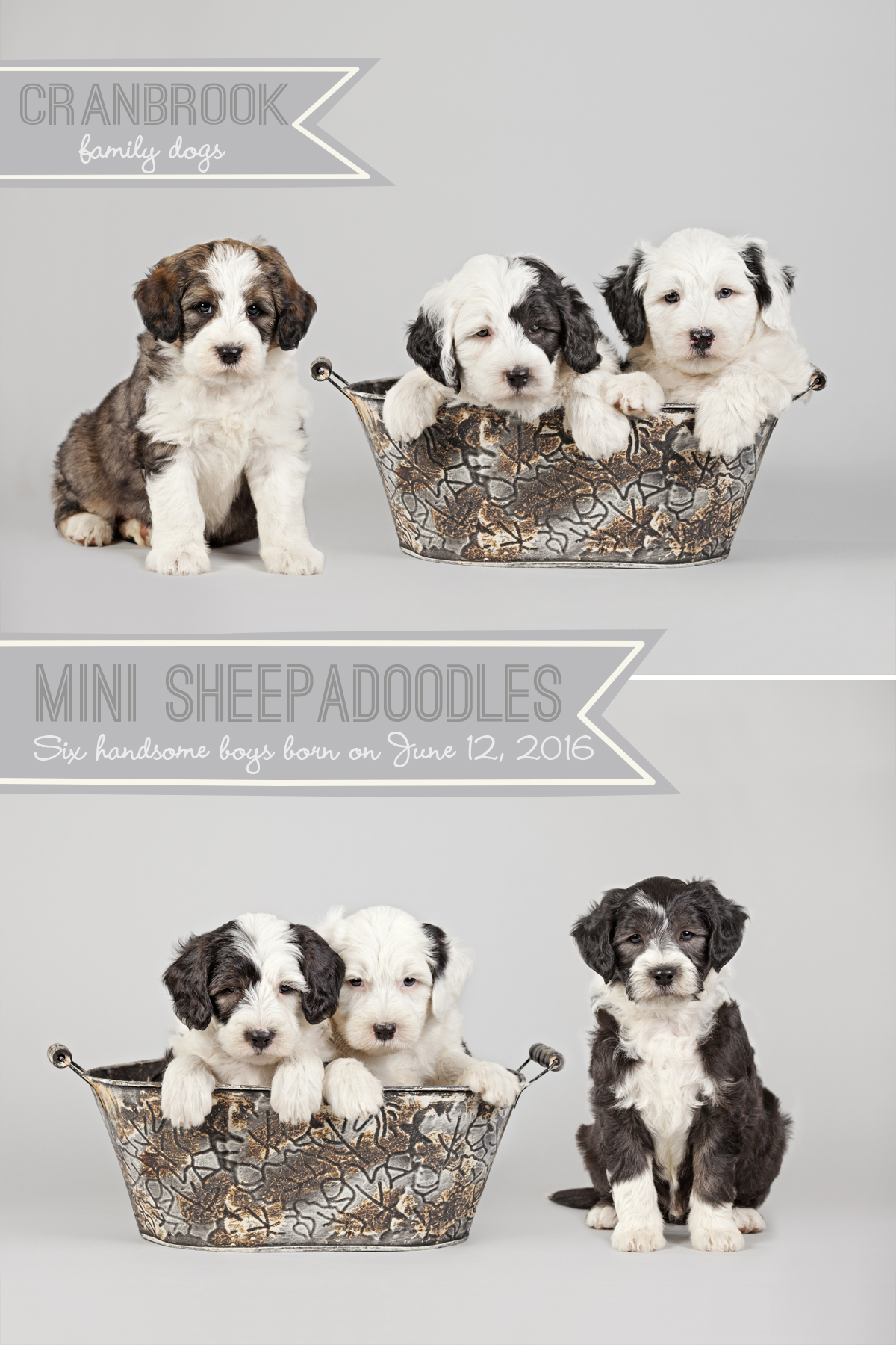 alt=mini sheepadoodles for sale