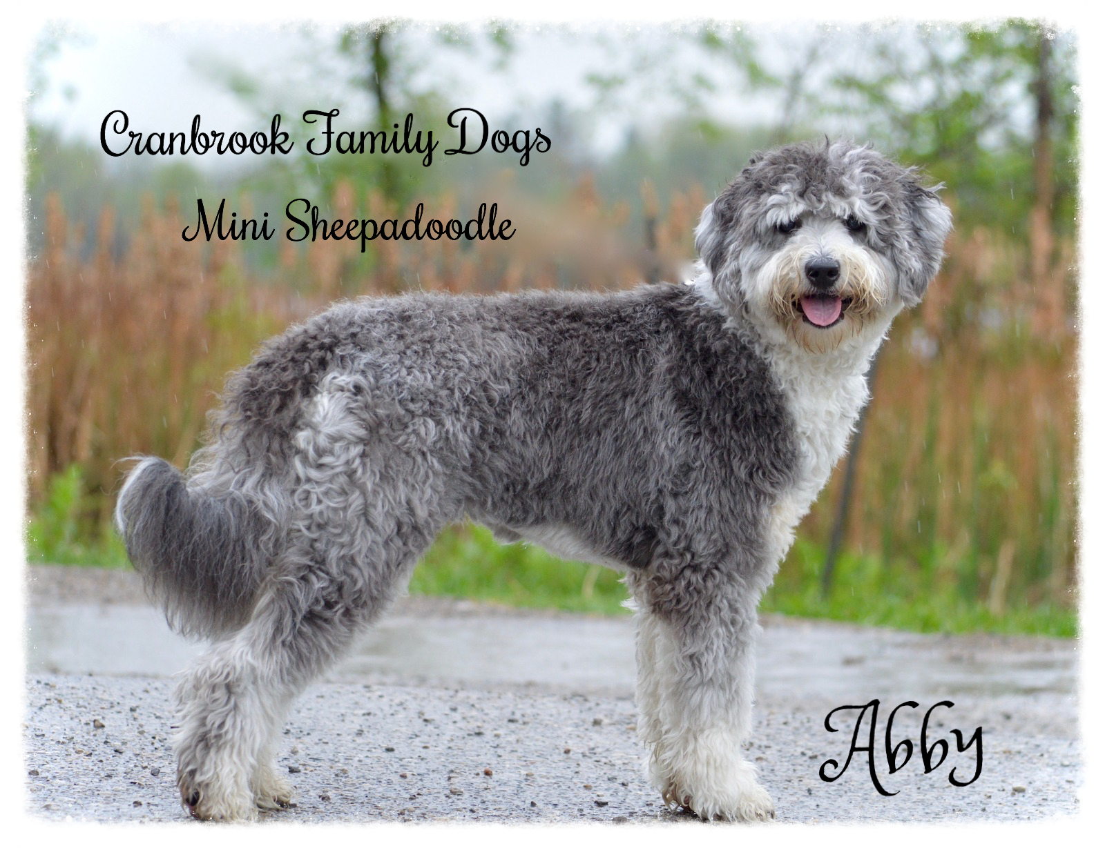 Micro Sheepadoodle: 17 Things To Know About This Crossbreed | atelier ...
