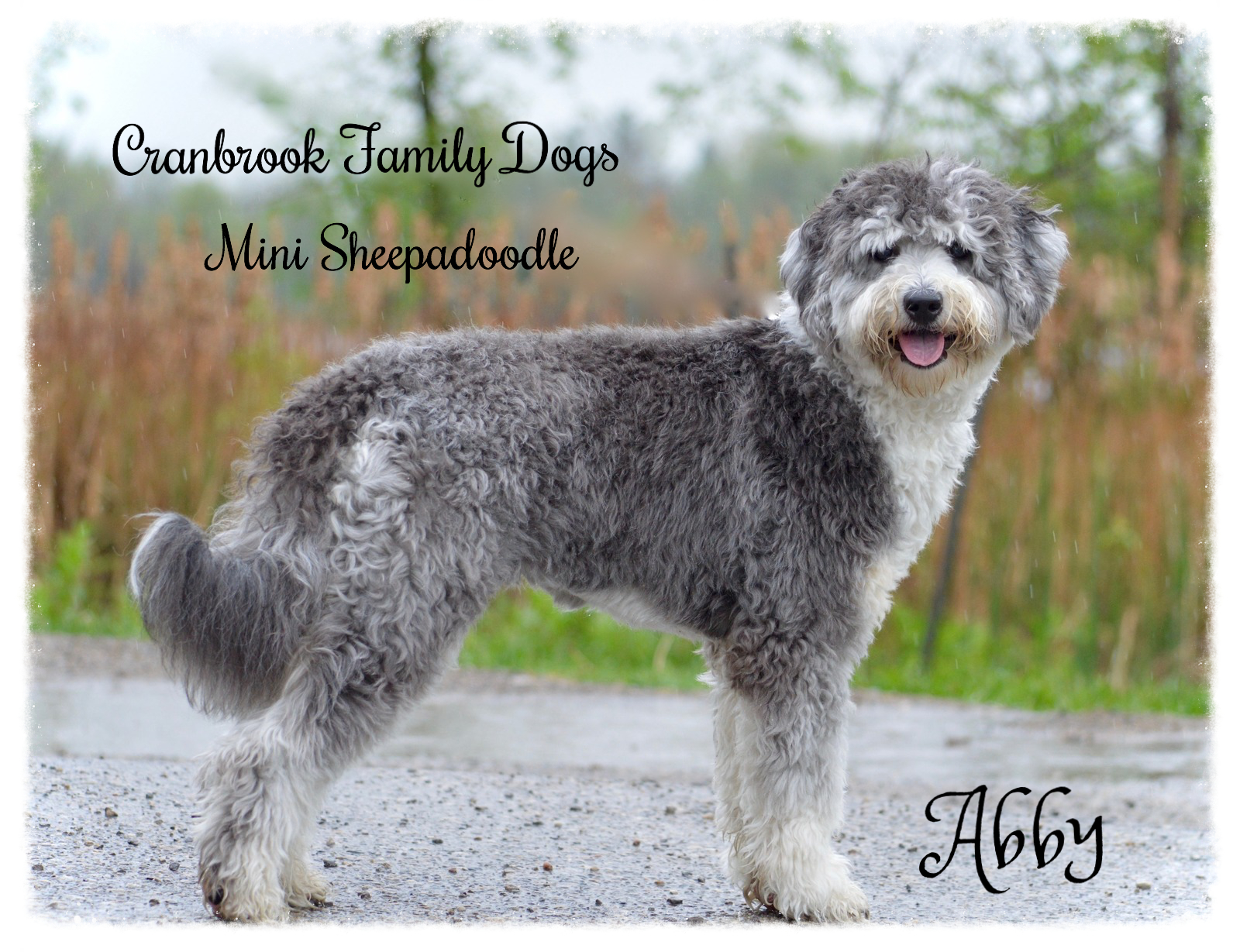 Gray sheepadoodle best sale