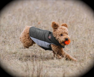 Jasper running with ball