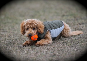 Jasper with ball…cute!