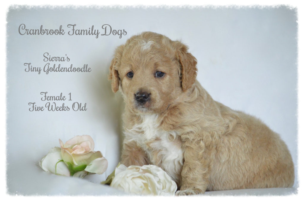 alt = Tiny F1b Goldendoodle for sale