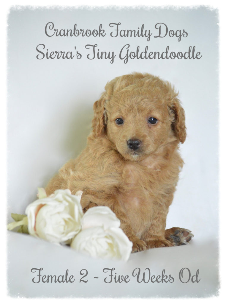 alt = Tiny F1b Goldendoodle for sale