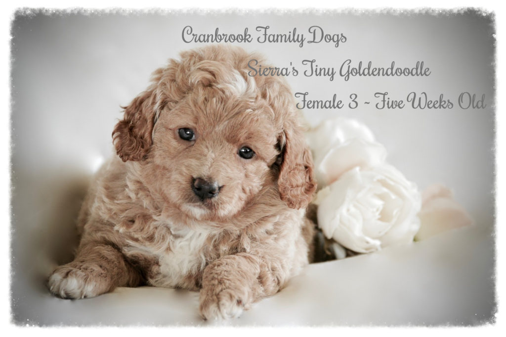 alt=Sierra's Female 3 Tiny F1b Goldendoodle