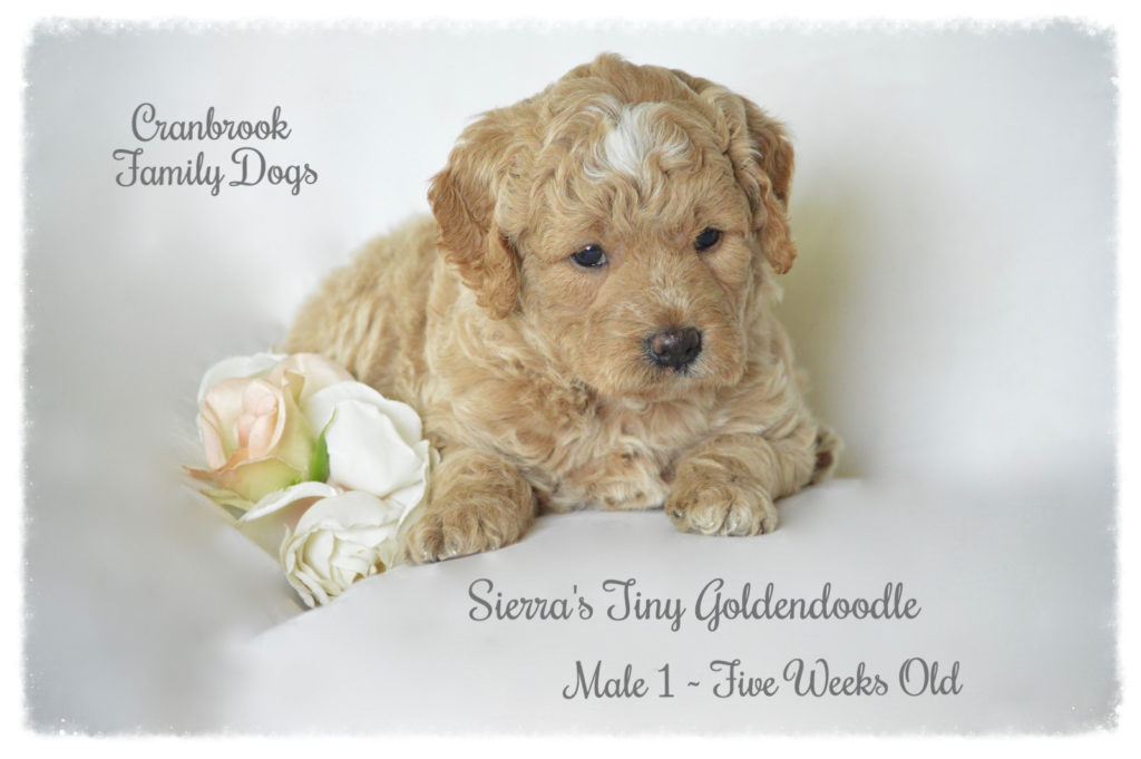 alt=Tiny F1b Goldendoodle