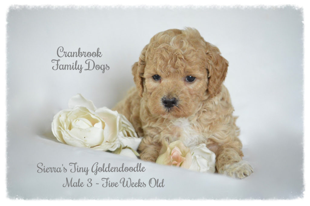 alt=Tiny F1b Goldendoodle