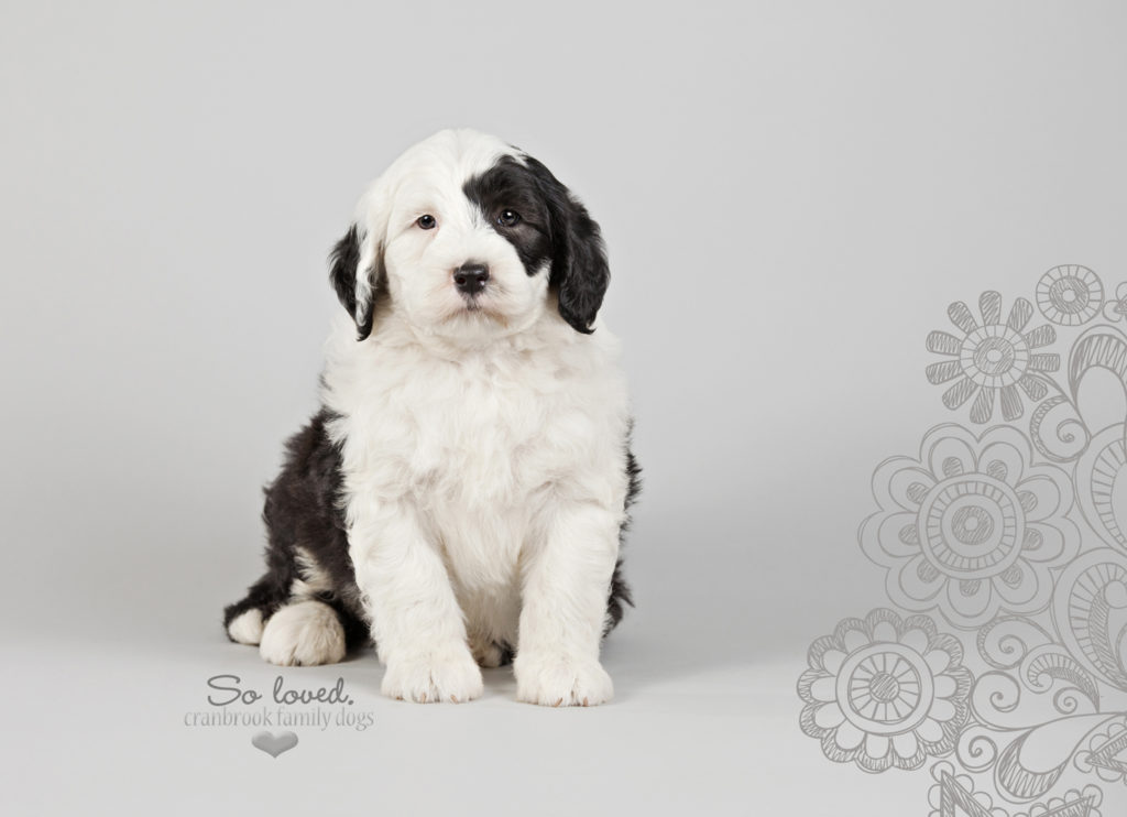 alt=male sheepadoodle puppy for sale in ontario