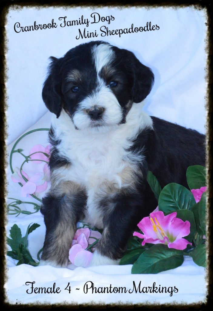 alt="phantom mini sheepadoodle foster in ontario"