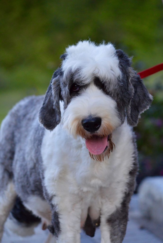 Mini Sheepadoodles I Love My Sheepadoodle