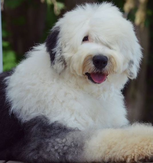 About Us – I Love My Sheepadoodle