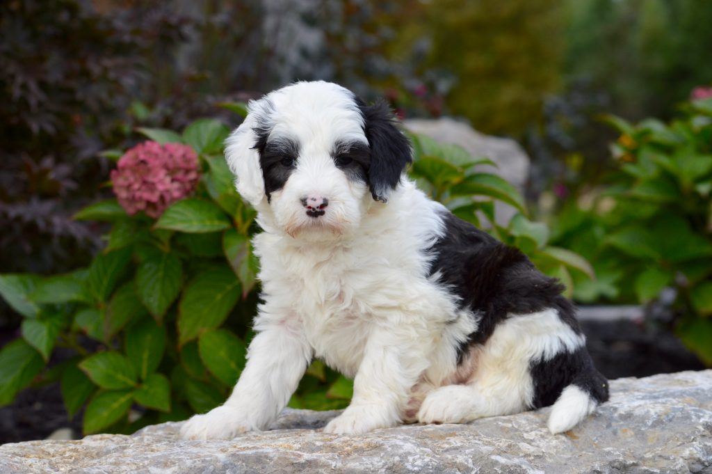 Mini Sheepadoodles – I Love My Sheepadoodle