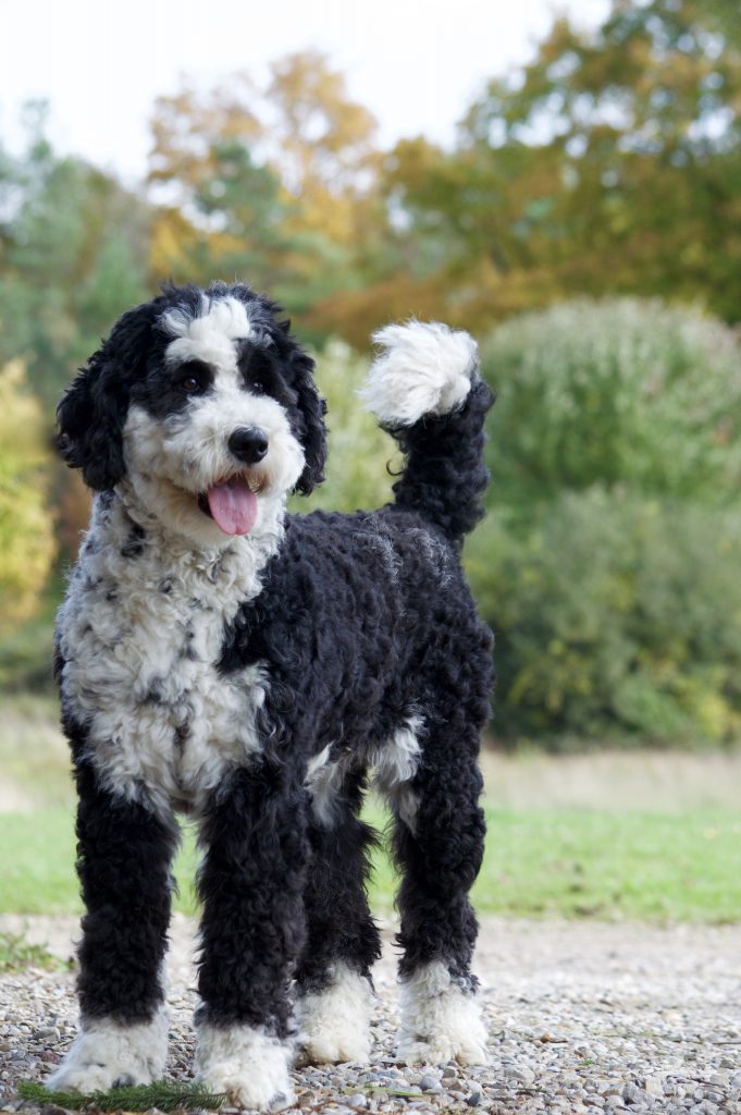 parti sheepadoodle