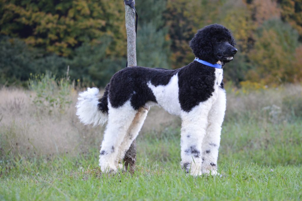 akc sheepadoodle