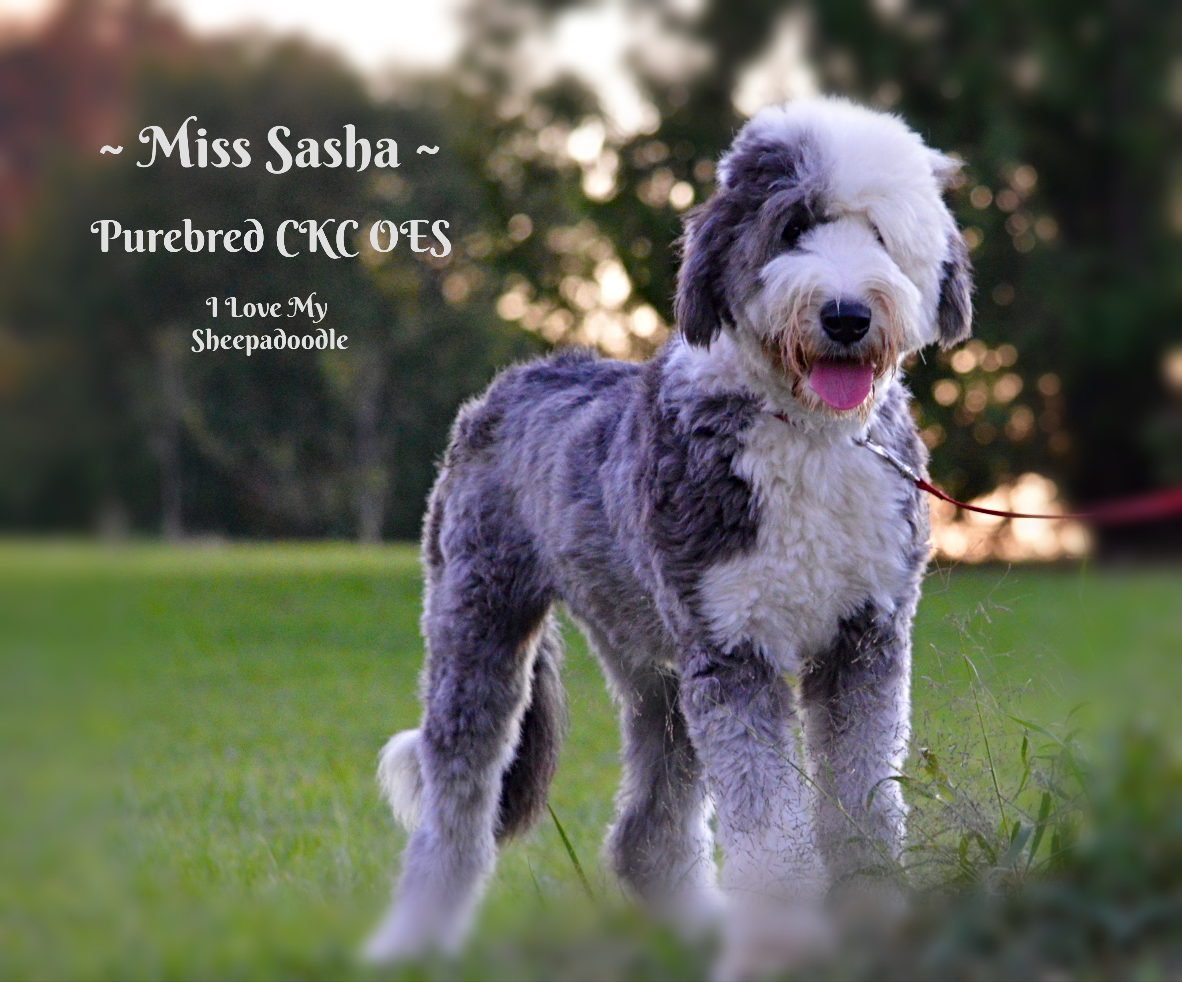 Miss Sasha Fall 2018 – I Love My Sheepadoodle