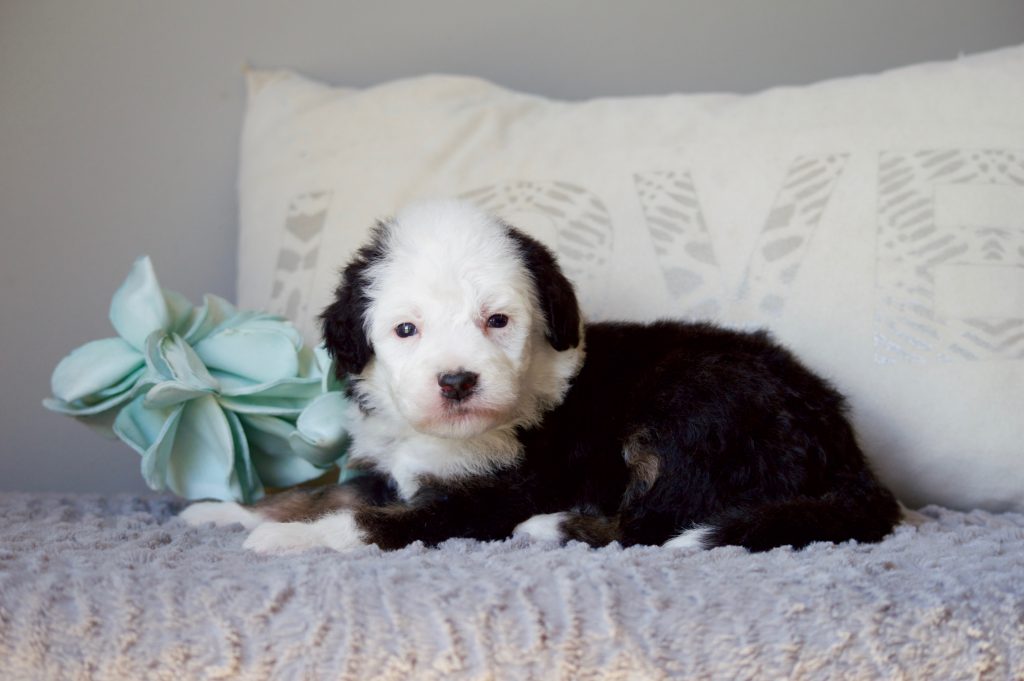 Moyen Sheepadoodles – I Love My Sheepadoodle