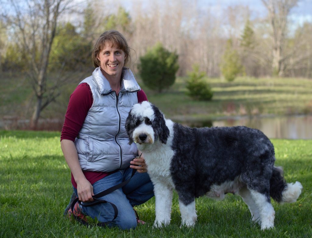 sheepadoodle