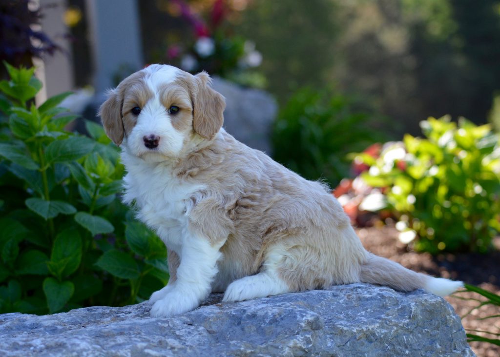 apricot sheepadoodle