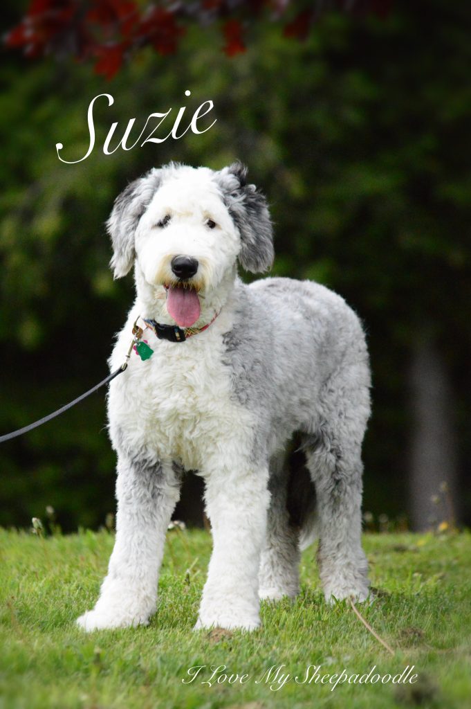 i love sheepadoodle