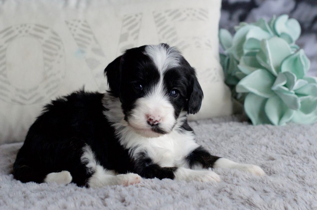 Mini Sheepadoodles – I Love My Sheepadoodle