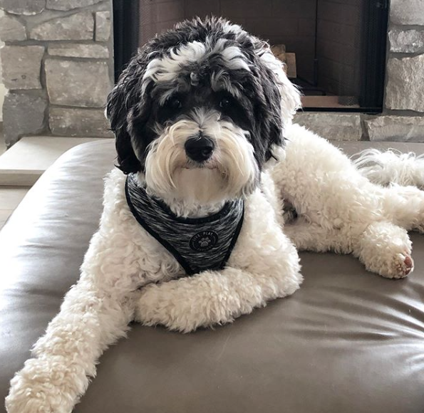 Tiny Sheepadoodles – I Love My Sheepadoodle