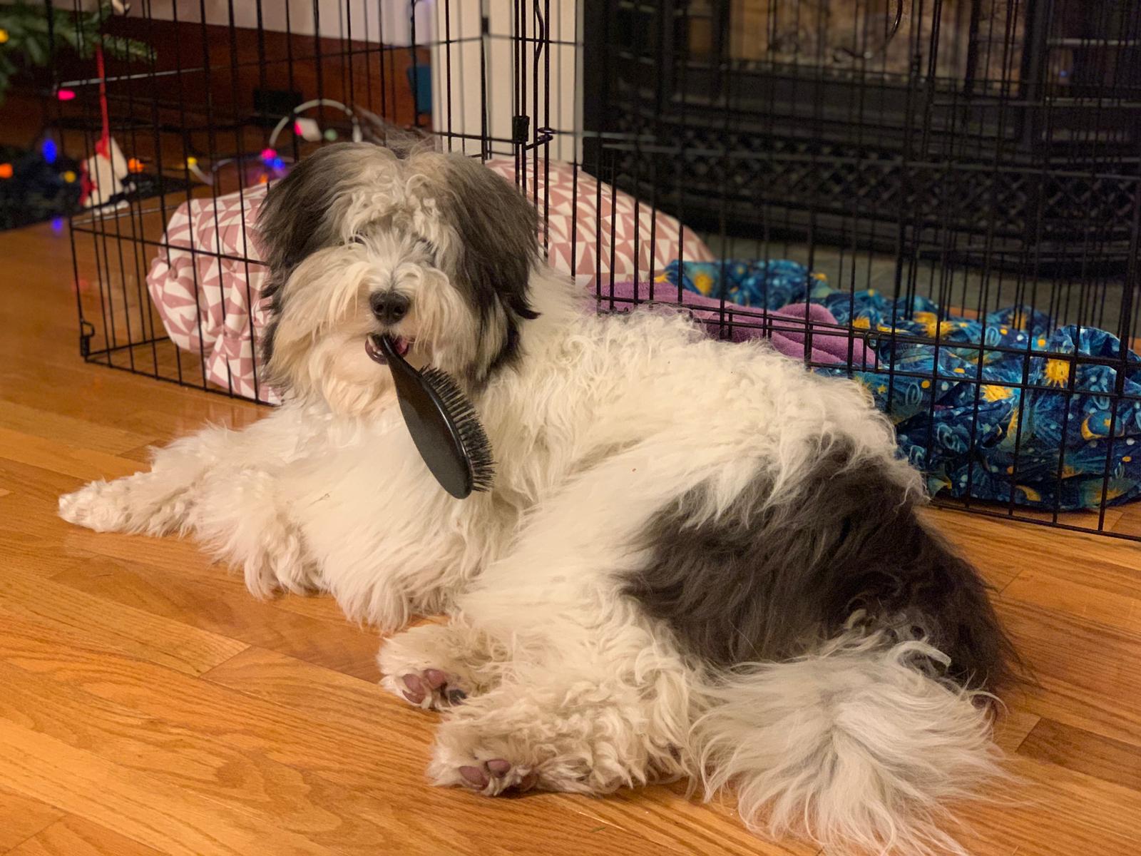 Tiny Sheepadoodles I Love My Sheepadoodle