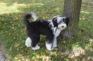 Toy sheepadoodle hot sale