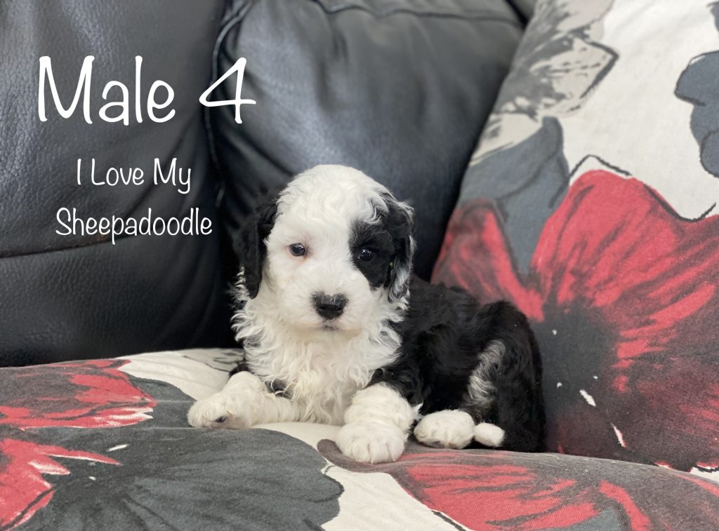 I Love My Sheepadoodle (@ilovemysheepadoodle) • Instagram photos and videos