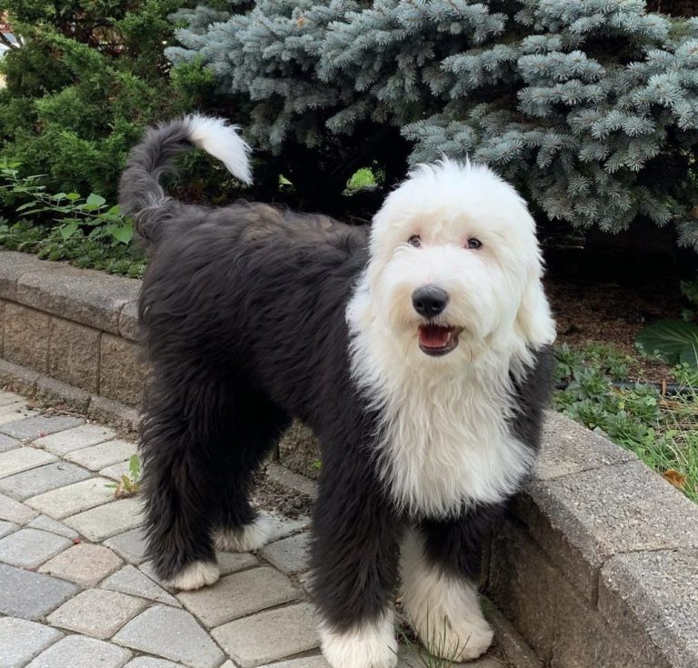 FAQ I Love My Sheepadoodle