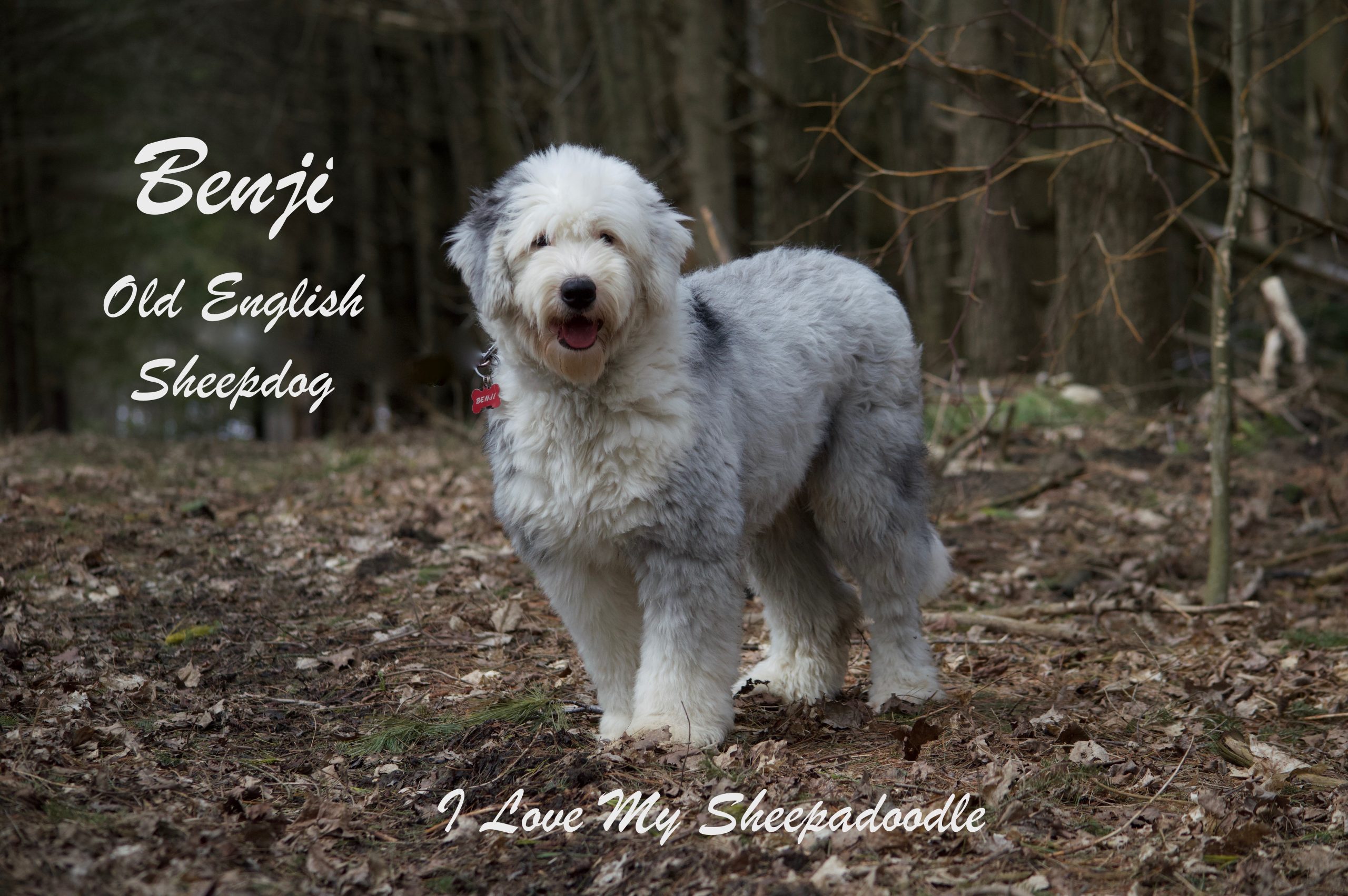 Micro Sheepadoodle: 17 Things To Know About This Crossbreed | atelier ...