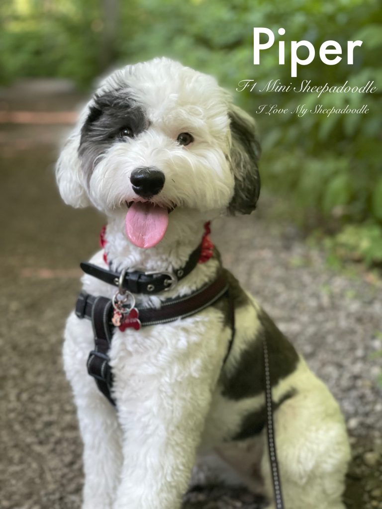 Sheepadoodle summer hot sale cut