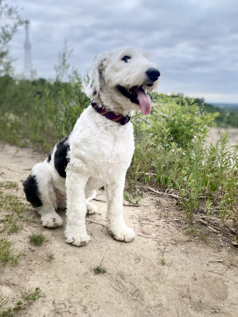 I Love My Sheepadoodle (@ilovemysheepadoodle) • Instagram photos and videos