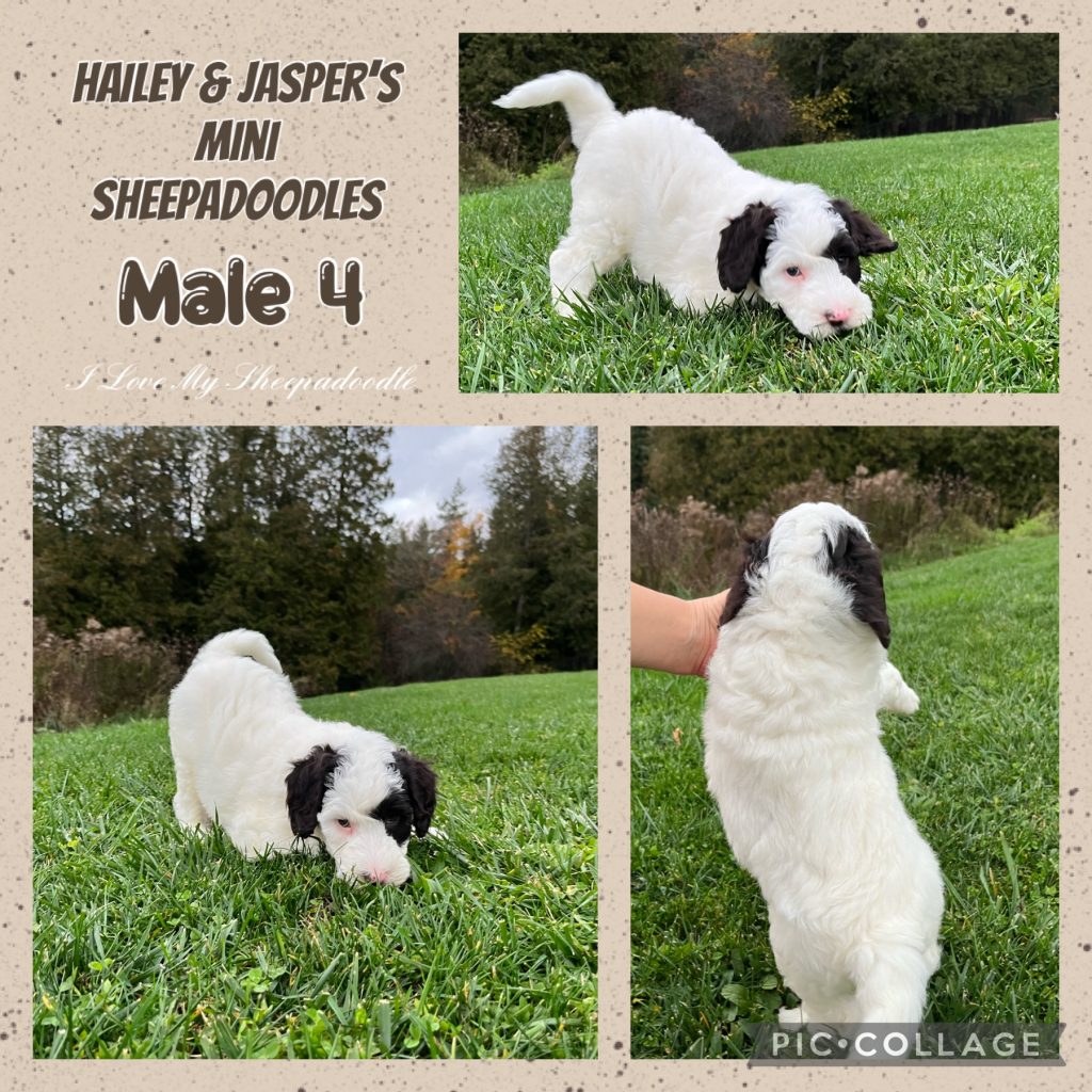 Retired sheepadoodles hot sale for sale