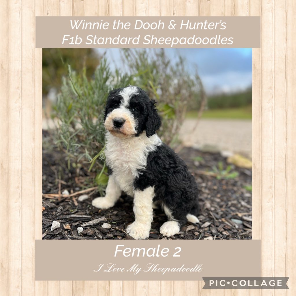 I Love My Sheepadoodle (@ilovemysheepadoodle) • Instagram photos and videos