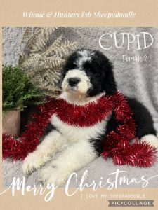 I Love My Sheepadoodle Bone Magnet - 2x7 Inch Car & Fridge Magnet For Dog Lovers