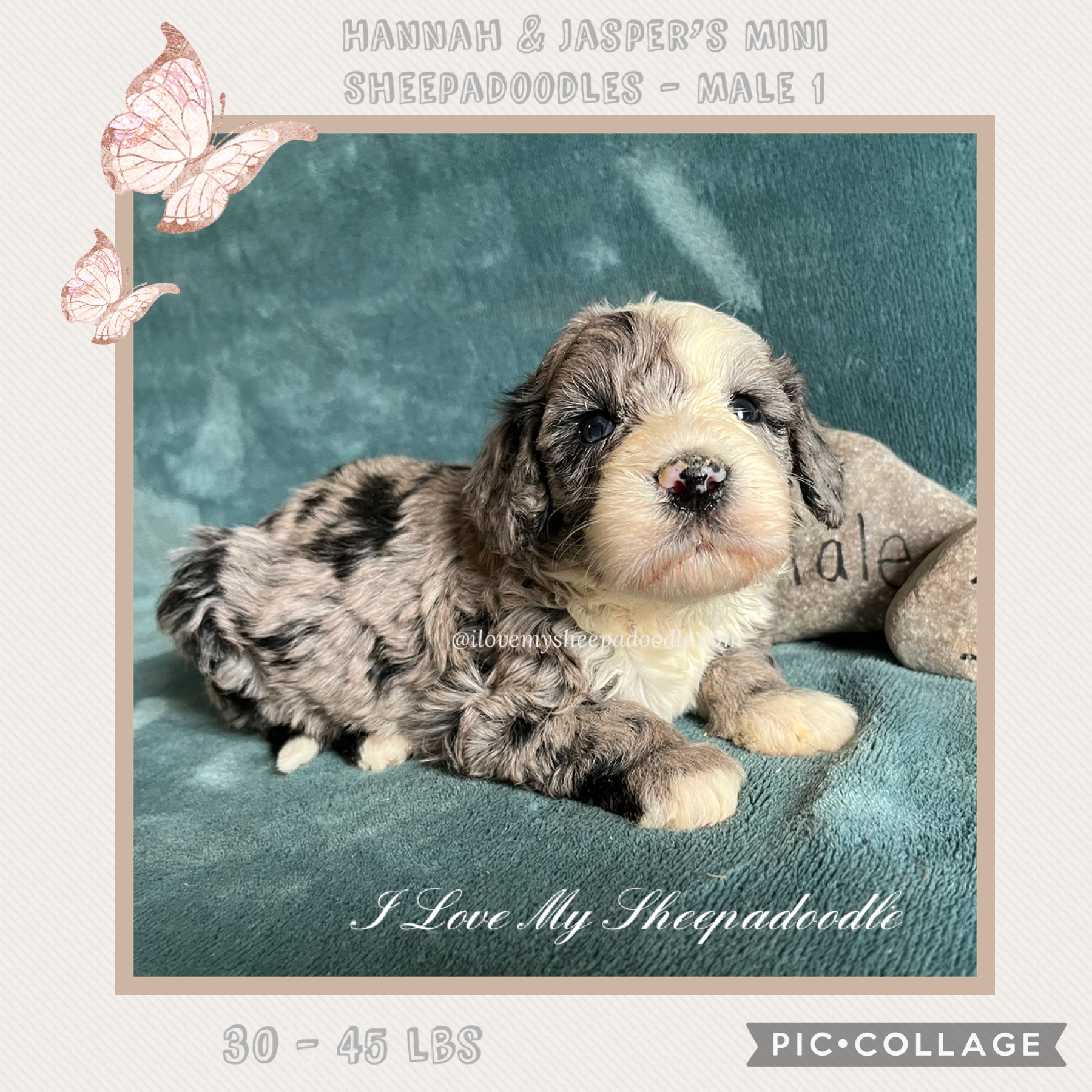 Mini Sheepadoodles – I Love My Sheepadoodle